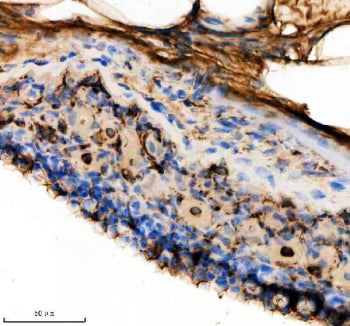 IHC staining of FFPE zebrafish integument tissue with Zebrafish Hprt1 antibody. HIER: boil tissue se