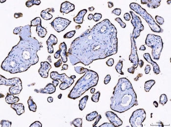 IHC staining of FFPE human placental tissue with LNPEP antibody. HIER: boil tissue sections in pH8 E