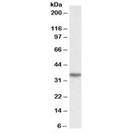 DDAH1 Antibody