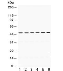 EIF4A2 Antibody