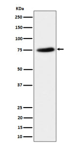 Western blot analysis of PPM1G expression in HeLa cell lysate. Predicted molecular weight ~59 kDa, c