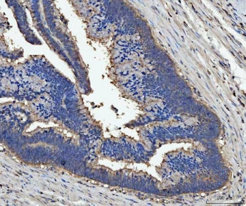 Lactadherin Antibody / Milk Fat Globule / MFG-E8