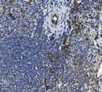 IHC staining of FFPE mouse spleen with Scramblase 1 antibody. HIER: boil tissue sections in pH8 EDTA