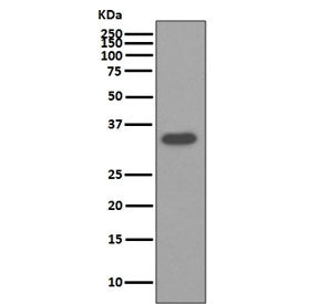 Western blot testing of human HepG2 cell lysate with Osteopontin antibody. Predicted molecular weigh