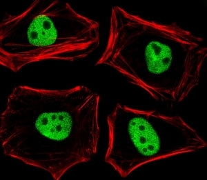 TLE1 Antibody