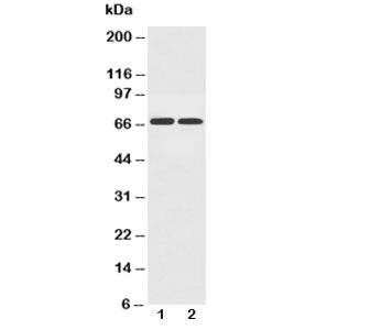 GLUT12 Antibody