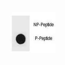 Dot blot analysis of phospho-TSC2 antibody. 50ng of phos-peptide or nonphos-peptide per dot were spo