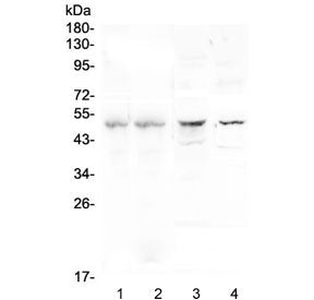 Western blot testing of 1) human placenta, 2) human U937, 3) rat brain and 4) mouse brain lysate wit