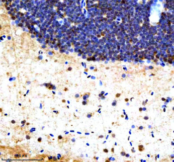 Immunohistochemical analysis of Srsf1a/b protein using Zebrafish Srsf1 antibody and paraffin-embedde