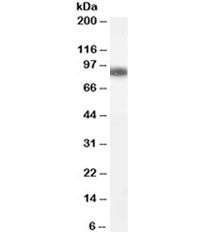 Western blot testing of human spleen lysate with GSN antibody at 0.1ug/ml. Predicted/observed molecu