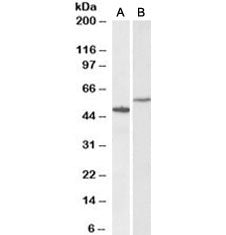 CD47 Antibody