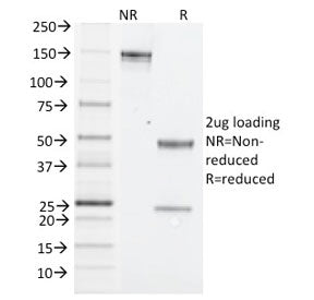 Nk1.1 Antibody / Cd161c