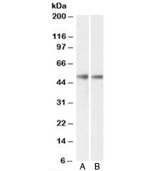 GDE1 Antibody