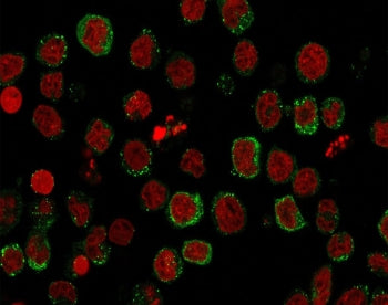 Immunofluorescence staining of human U937 cells with ICOSLG antibody (green, clone ICOSL/3111) and R