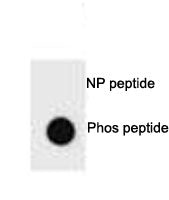 p-PTEN Antibody (pS385)