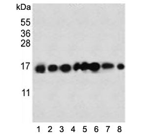 Western blot testing of human 1) HeLa, 2) 293, 3) A549, 4) NCI-H460, 5) HepG2, 6) SK-B-R3 and 7) A37