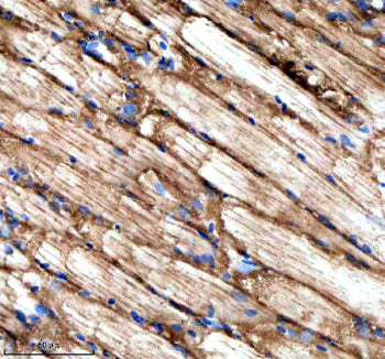 Immunohistochemical analysis of Stip1 protein using Zebrafish Stip1 antibody and paraffin-embedded z
