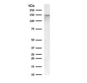 Western blot testing of human Raji cell lysate with CD22 antibody (clone CDLA22-1). Expected molecul