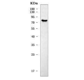 Oct1 Antibody / Slc22a1