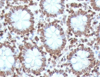 CDX2 Antibody