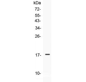 Western blot testing of 1ng of recombinant human protein with IL-17E antibody at 0.5ug/ml. Predicted