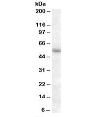 Western blot testing of human adipose lysate with PTGER3 antibody at 1ug/ml. Predicted molecular wei