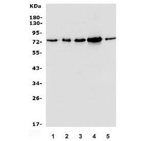Western blot testing of human 1) U-87 MG, 2) HeLa, 3) K562, 4) HEK293 and 5) PC-3 lysate with MECP2 