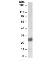 CD90 Antibody