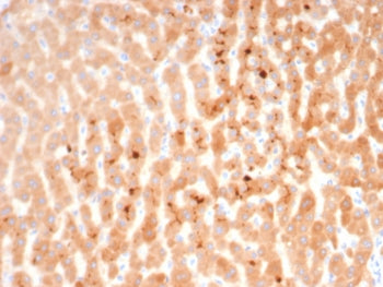 IHC staining of FFPE human liver tissue with Kininogen 1 antibody (clone KNG1/7423). HIER: boil tiss