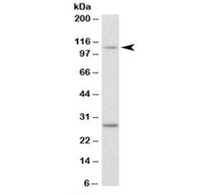 Western blot testing of NIH3T3 lysate with Myo1H antibody at 0.1ug/ml. The expected ~110 kDa band an