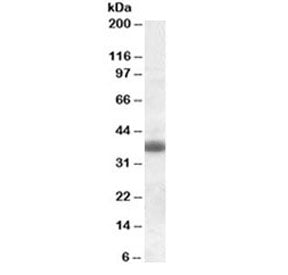Western blot testing of rat brain lysate with Clu antibody at 0.3ug/ml. Predicted molecular weight: 