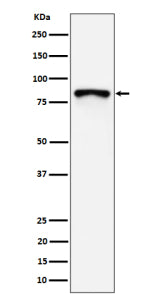 Western blot analysis of MS4A14 expression in human MCF7 cell lysate using MS4A14 antibody. Predicte