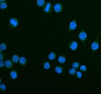 Immunofluorescent staining of CEACAM1 using anti-Ceacam1 antibody (green). CEACAM1 was detected in a