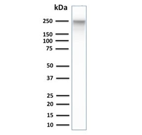 SPTBN2 Antibody / Spectrin beta III