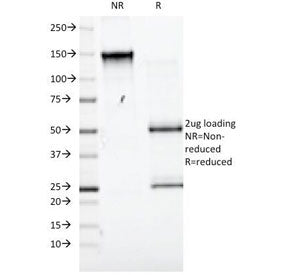 CD98 Antibody