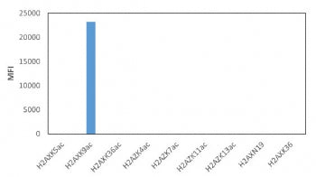 This recombinant Acetyl-Histone H2A.X antibody specifically reacts to Histone H2AX acetylated at Lys