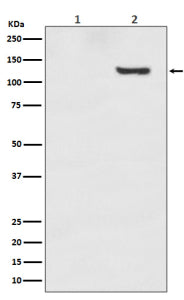 Phospho-SIRT1 (pThr530) Antibody, 100ul