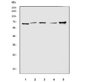 ATIC Antibody / AICAR transformylase / PURH