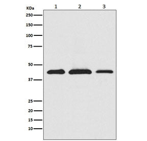 Western blot testing of 1) human HeLa, 2) mouse RAW 264.7 and 3) rat PC-12 cell lysate with PRAS40 a