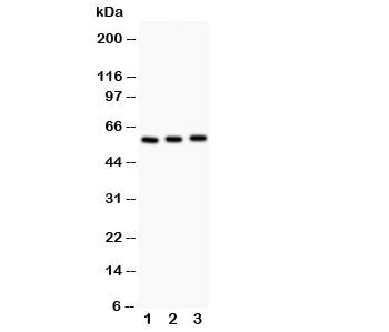 CYP11A1 Antibody
