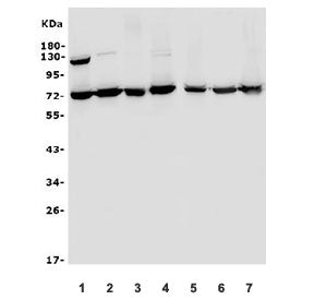 Western blot testing of human 1) Caco-2, 2) HepG2, 3) HeLa, 4) Jurkat, 5) U-87 MG, 6) Raji and 7) HL
