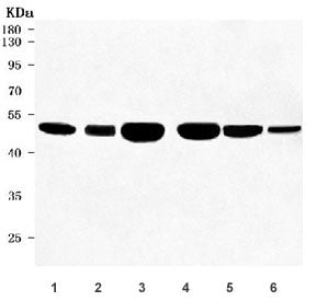 Otoconin 90 Antibody / OC90