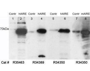 Western blot testing of untransfected (lane 3) and transfected (lane 4) HEK293 cell lysates with AIR