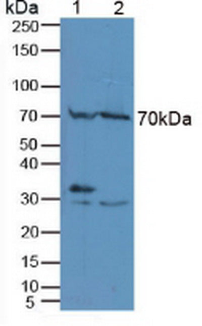 Anti-Extracellular Signal Regulated Kinase 2 (ERK2) Polyclonal Antibody