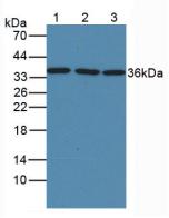 Anti-Glyceraldehyde-3-Phosphate Dehydrogenase (GAPDH) Monoclonal Antibody