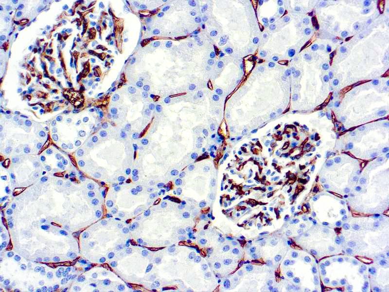 CD34