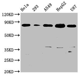 BAG3 Recombinant Monoclonal Antibody