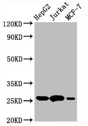 BCL2 Recombinant Monoclonal Antibody