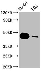CASP9 Recombinant Monoclonal Antibody