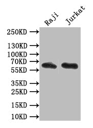 CD19 Recombinant Monoclonal Antibody